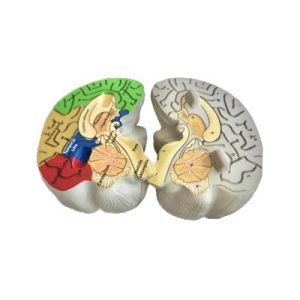 Modell hjärna i skumgummi med hjärnans delar